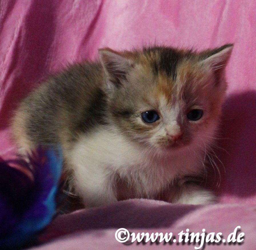 Kleine kunterbunte Britisch Kurzhaar Hexe sucht Familie zum um die Pfote wickeln....