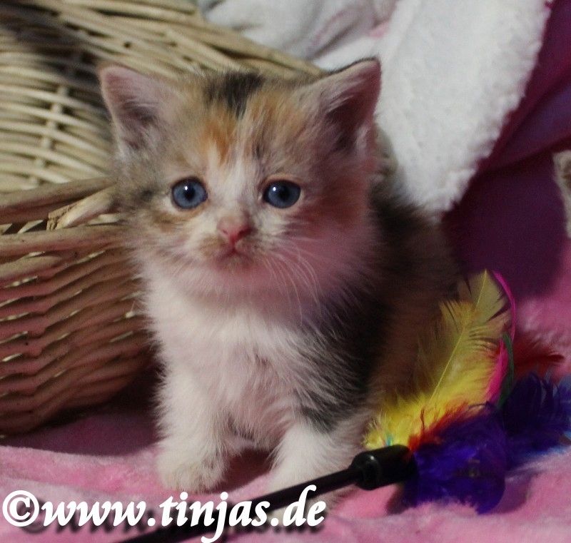 Kleine kunterbunte Britisch Kurzhaar Hexe sucht Familie zum um die Pfote wickeln....
