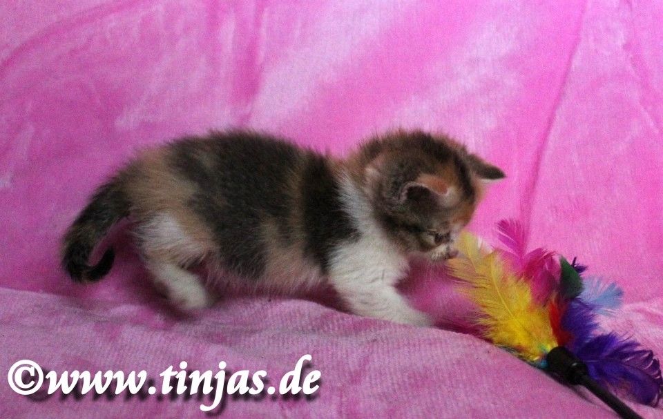 Kleine kunterbunte Britisch Kurzhaar Hexe sucht Familie zum um die Pfote wickeln....