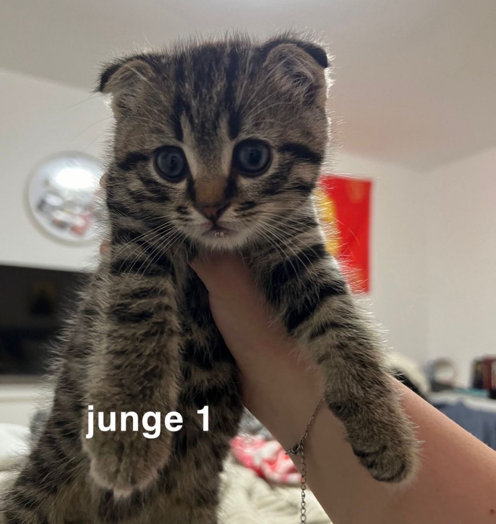 Bkh scottish fold Kitten