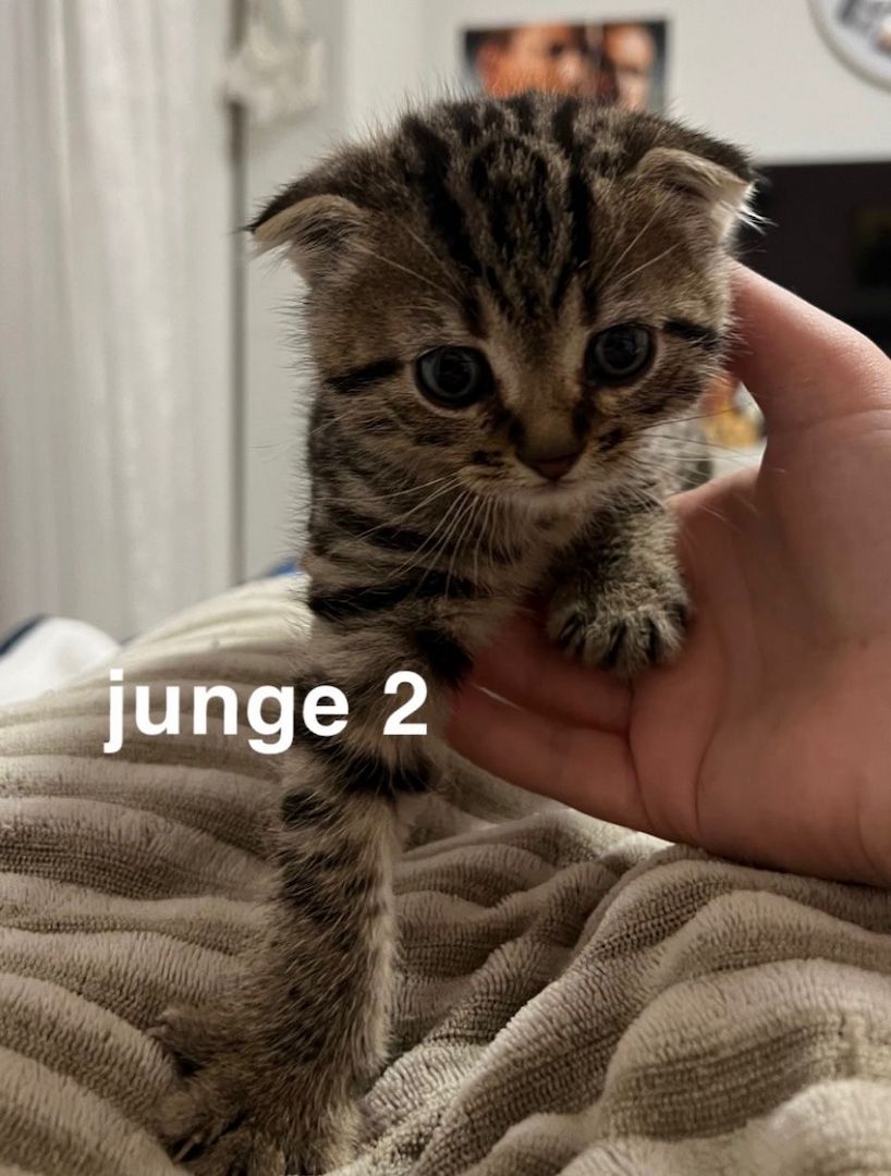 Bkh scottish fold Kitten