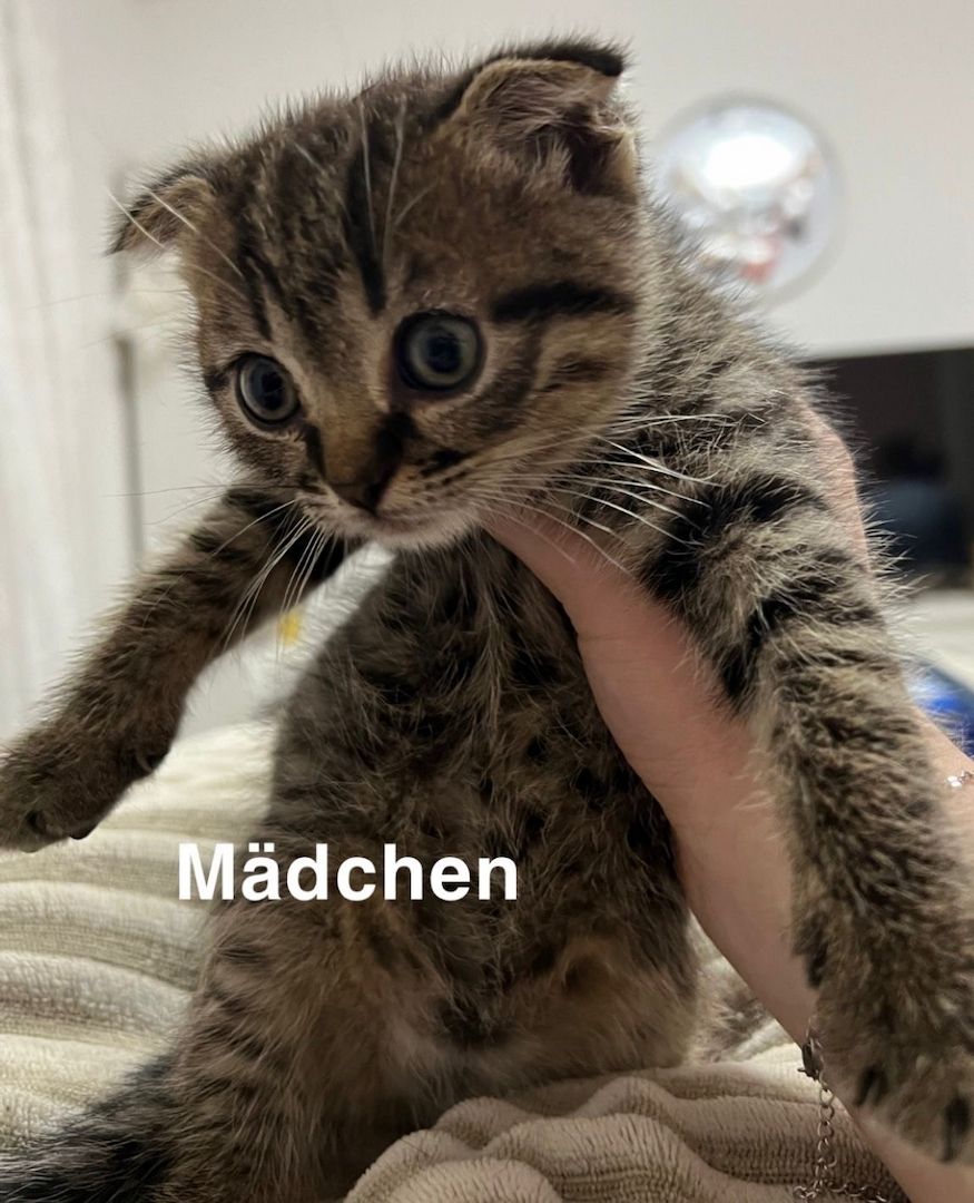 Bkh scottish fold Kitten