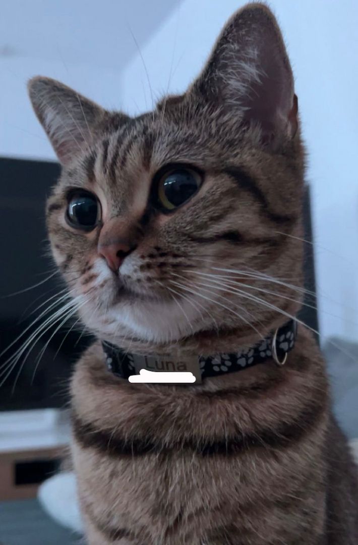 Bkh scottish fold Kitten