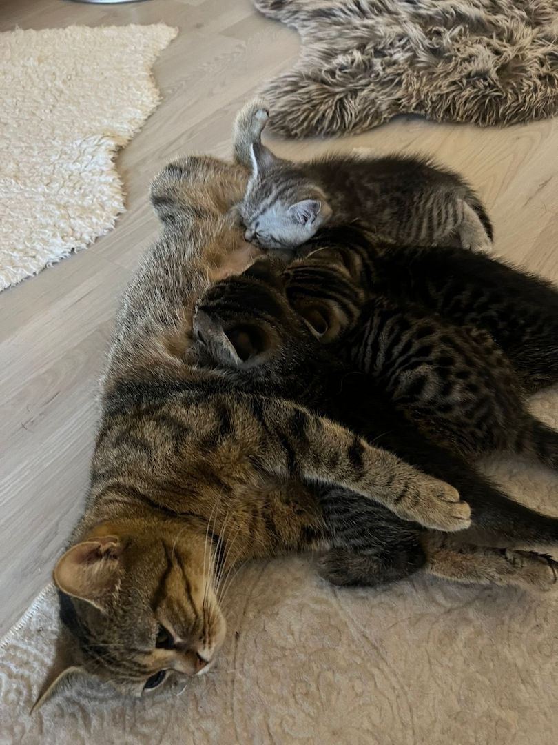 Bkh scottish fold Kitten