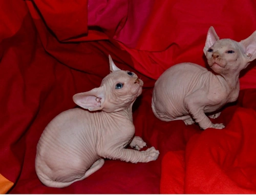 Sphynx-Kätzchen ..