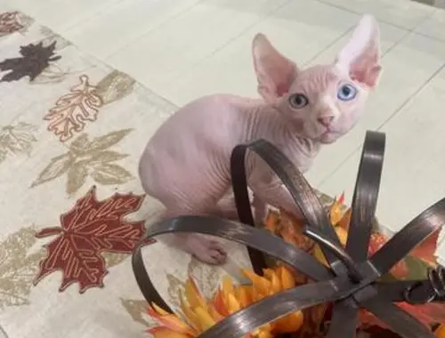 Sphynx-Kätzchen ~