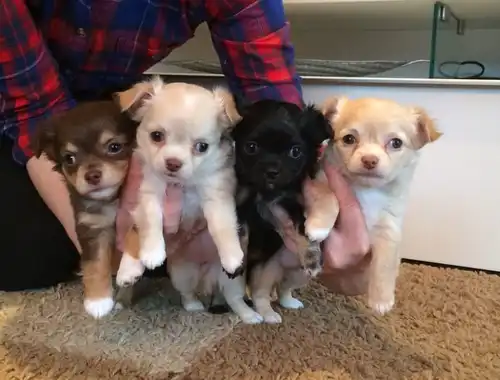 MINI chihuahua-w/m