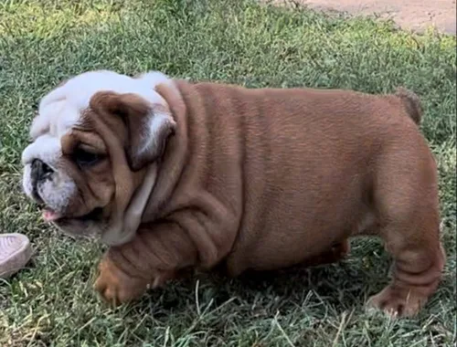 Süße Englisch Bulldogge Welpen 12 Wochen ,.