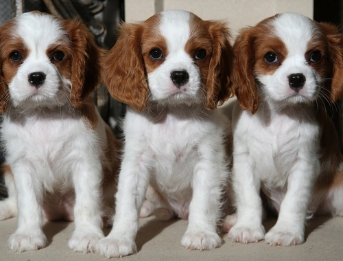 Cavalier King Charles Spaniel welpen suchen neues Zuhause ccxcz