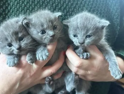 Britisch Kurzhaar Katzenbaby in fawn golden mit grünen Augen ,