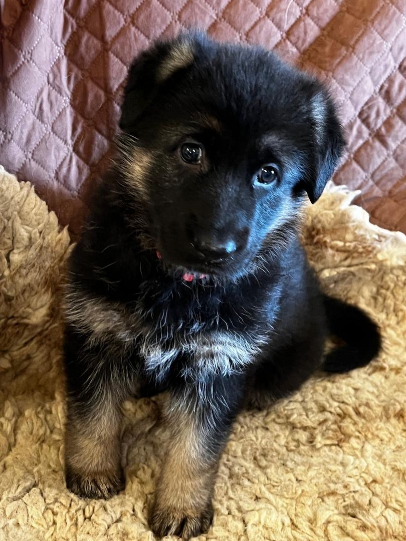 Deutsche Reinrassige Schäferhund Welpen mit geradem Rücken Deutsche Reinrassige Schäferhund Welpen mit geradem Rücken