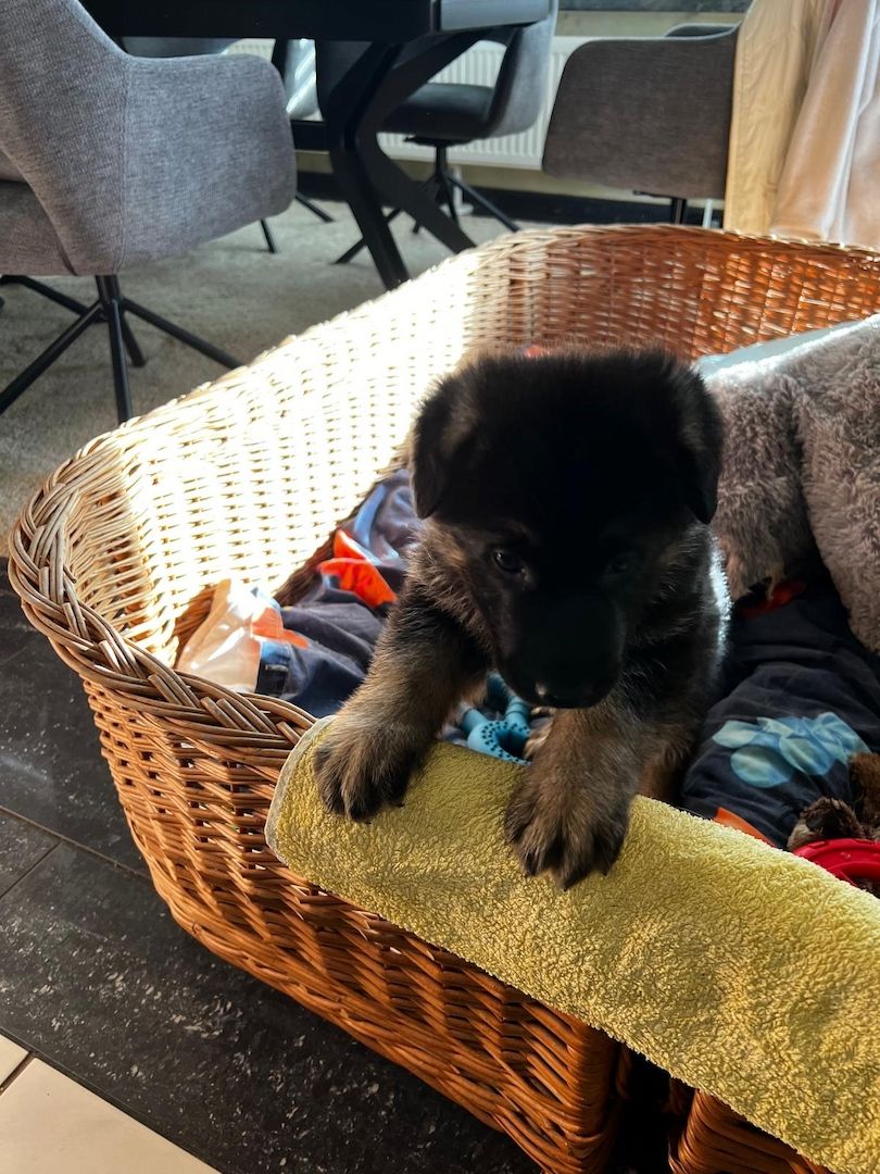 Deutsche Reinrassige Schäferhund Welpen mit geradem Rücken Deutsche Reinrassige Schäferhund Welpen mit geradem Rücken