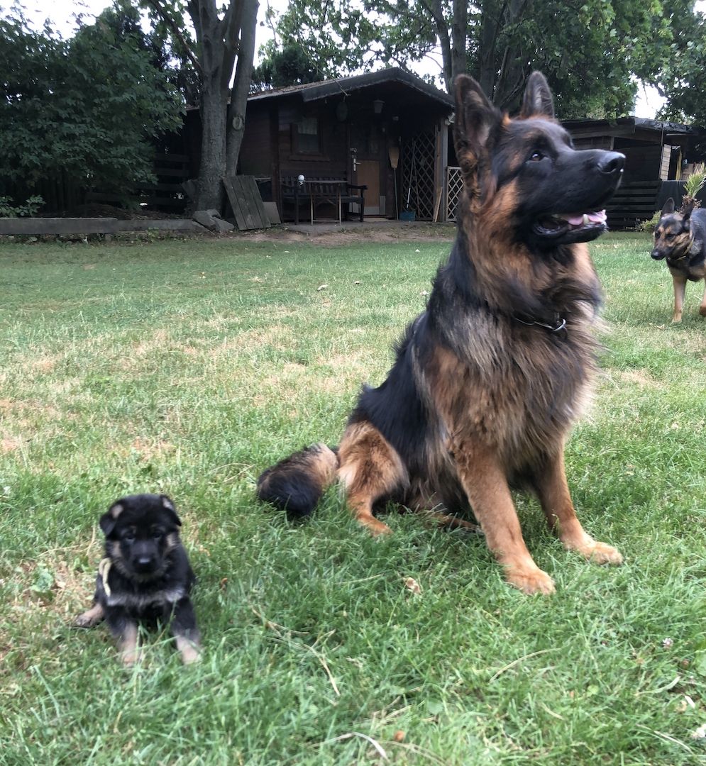 Deutsche Reinrassige Schäferhund Welpen mit geradem Rücken Deutsche Reinrassige Schäferhund Welpen mit geradem Rücken