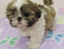 Shih Tzu-Welpen