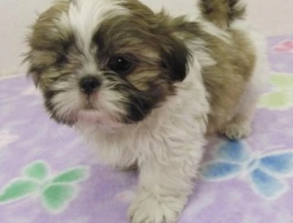 Shih Tzu-Welpen