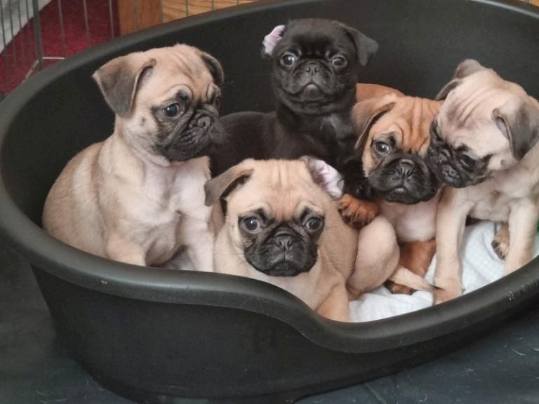 männliche und weibliche Mops-Welpen männliche und weibliche Mops-Welpen