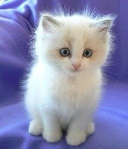 Zu Hause aufgezogene Ragdoll-Kätzchen Zu Hause aufgezogene Ragdoll-Kätzchen