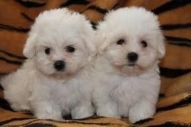 Maltipoo welpen Maltipoo welpen