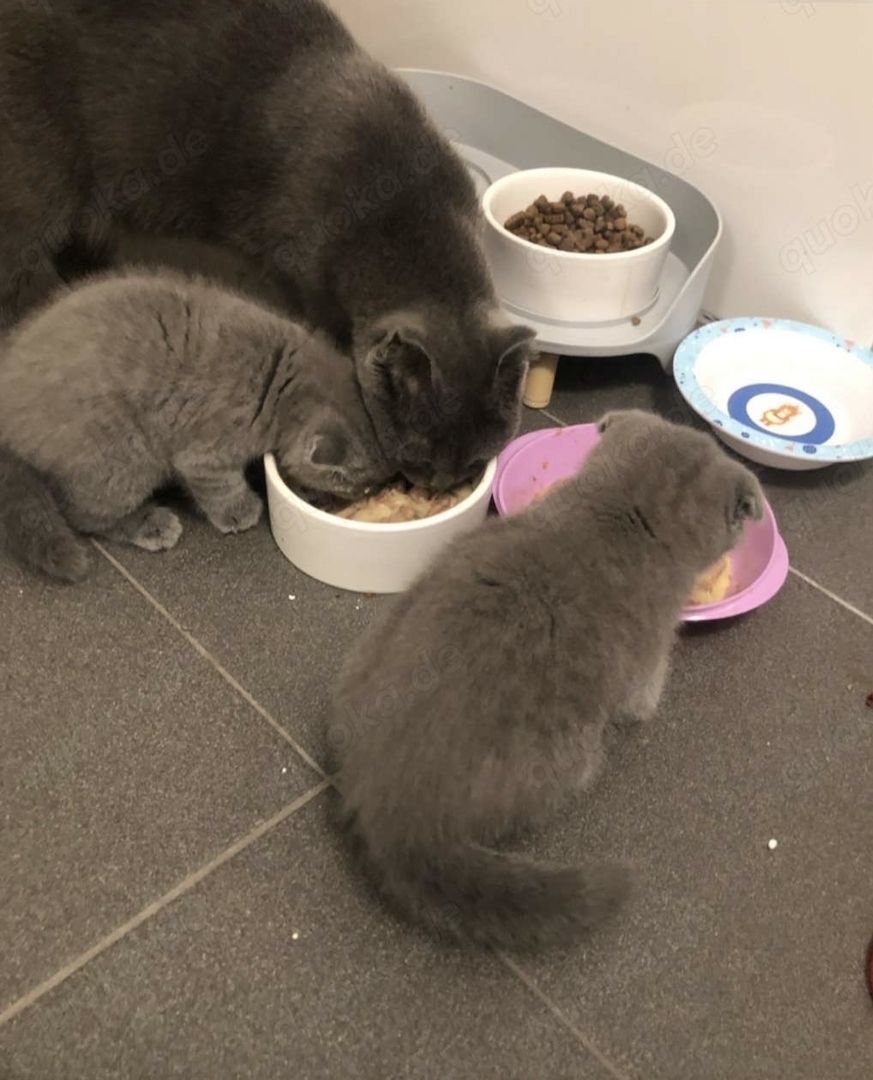 Zwei zauberhafte BKH-Geschwister (Kater & Katze) suchen ein liebevolles Zuhause!