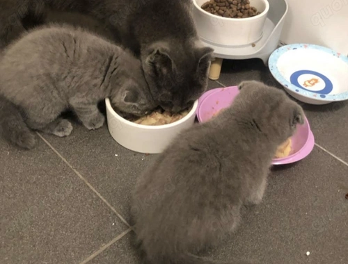 Zwei zauberhafte BKH-Geschwister (Kater & Katze) suchen ein liebevolles Zuhause!