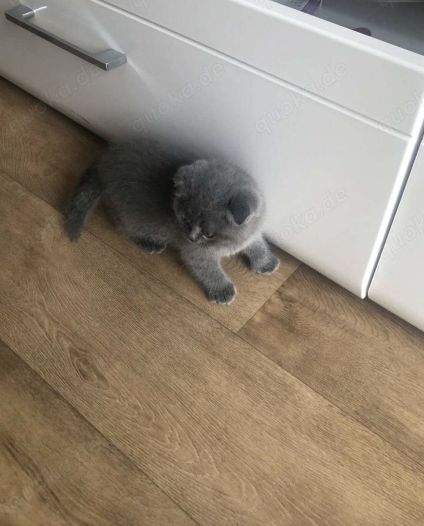 Zwei zauberhafte BKH-Geschwister (Kater & Katze) suchen ein liebevolles Zuhause!