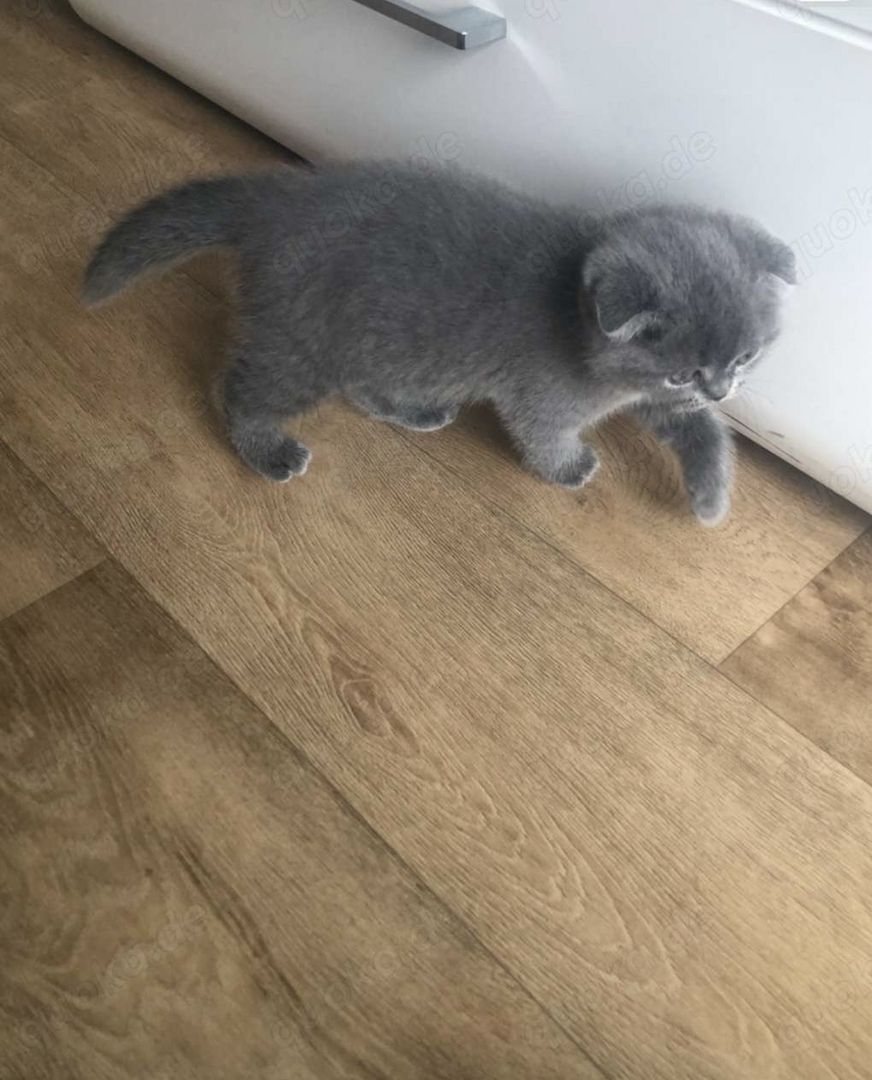 Zwei zauberhafte BKH-Geschwister (Kater & Katze) suchen ein liebevolles Zuhause!