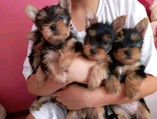 Qualität Yorkshire Terrier Welpen/ VDH/ FCI ,,