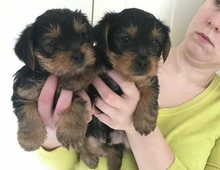 Teacup-Yorkie-Welpen