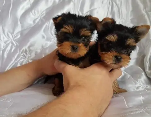 Süßer Yorkshire Terrier Welpe Zum Verschenken ,,