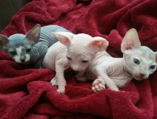 Sphynx-Kätzchen~