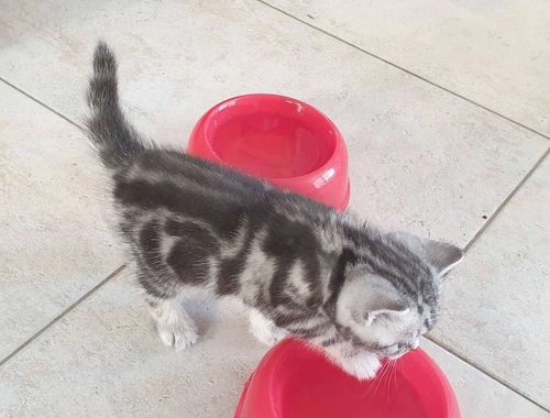 Zwei zauberhafte BKH-Geschwister (Kater & Katze) suchen ein liebevolles Zuhause! ,..