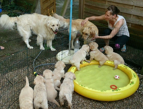 Wunderschöne Golden Retriever Welpen aus Famielienaufzucht. ..