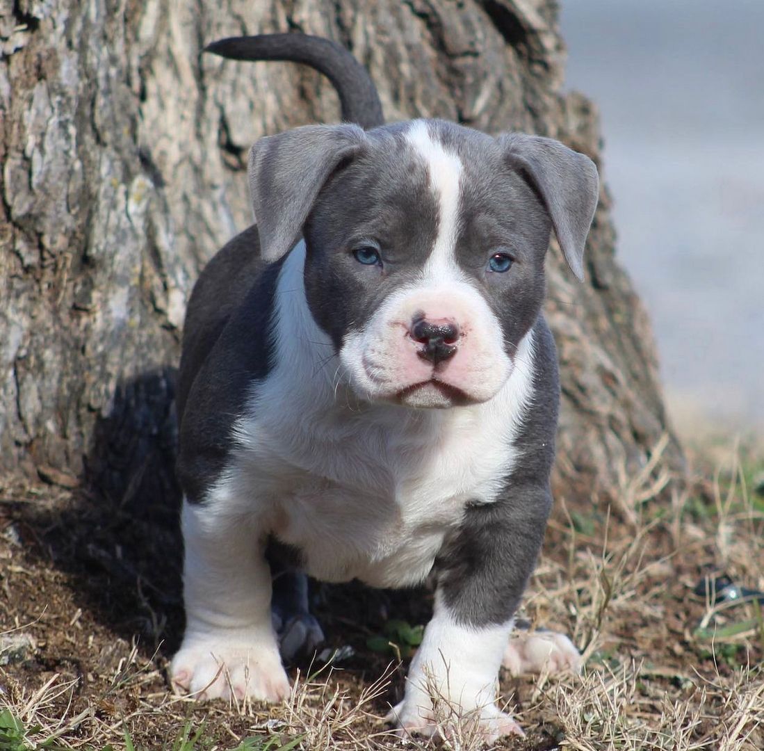 Pitbullwelpen verfügbar Pitbullwelpen verfügbar