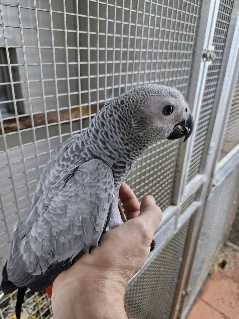 männlicher und weiblicher Graupapagei erhältlich