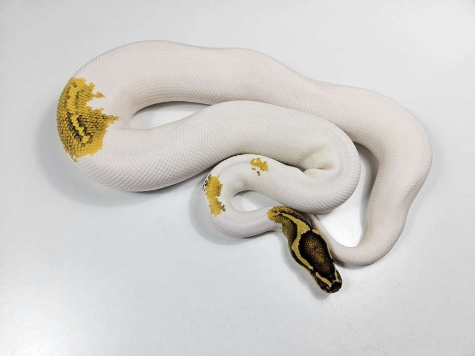 Männlicher Königspython