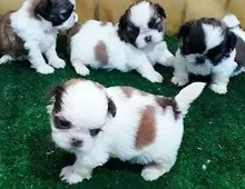 Shih Tzu-Welpen. ,,