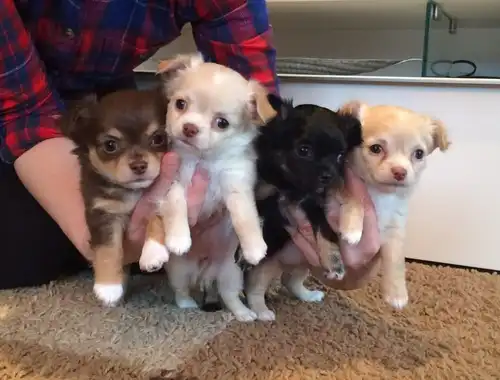 Chihuahua Babys mit papieren~