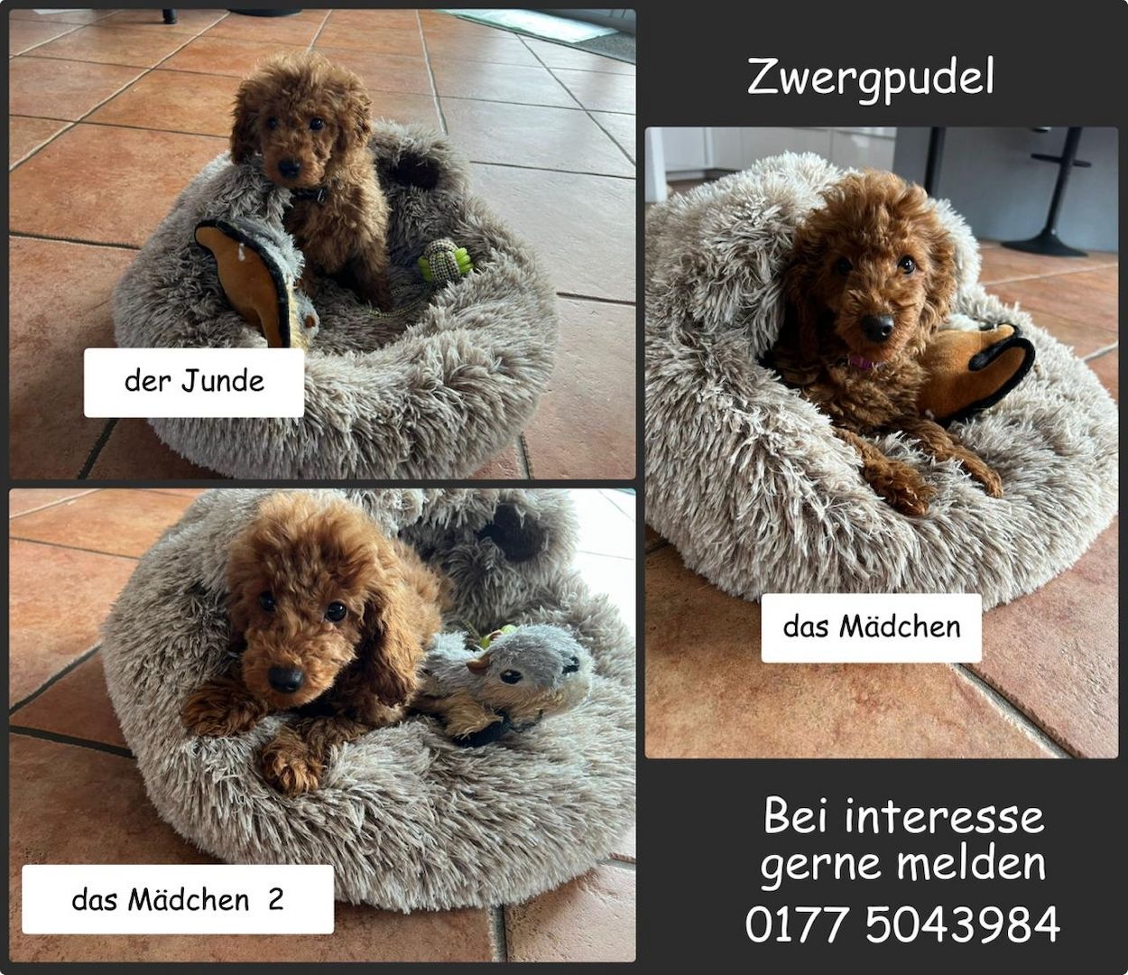 Zwergpudel Welpen Farbe Apricot