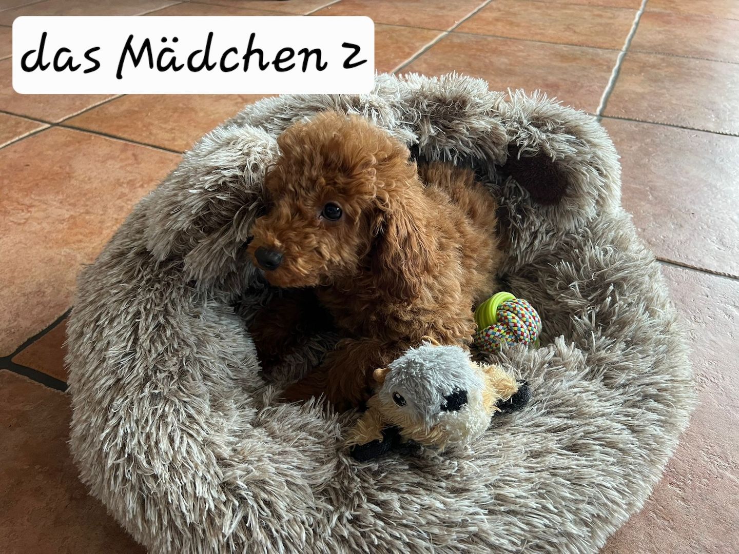 Zwergpudel Welpen Farbe Apricot