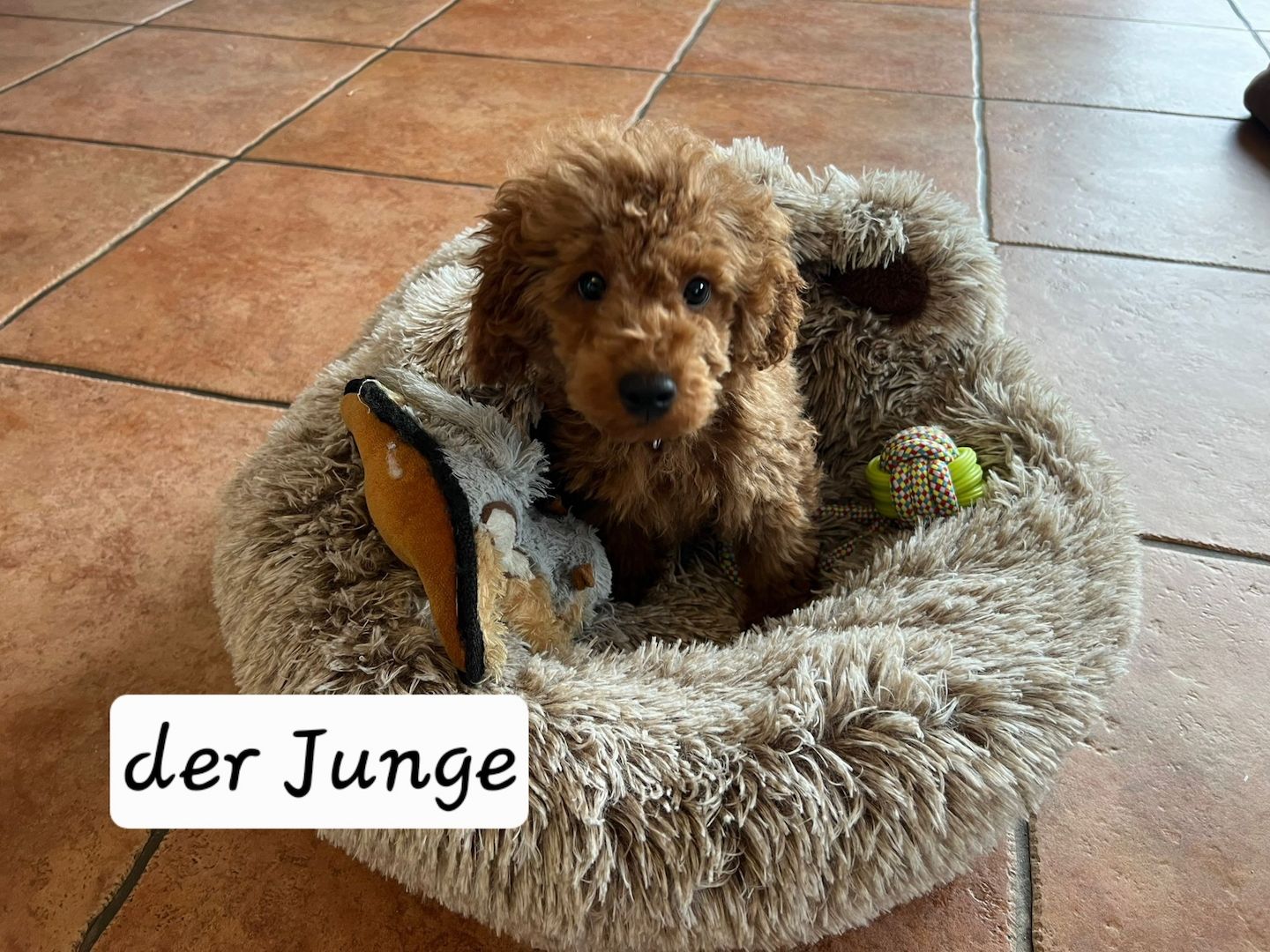 Zwergpudel Welpen Farbe Apricot