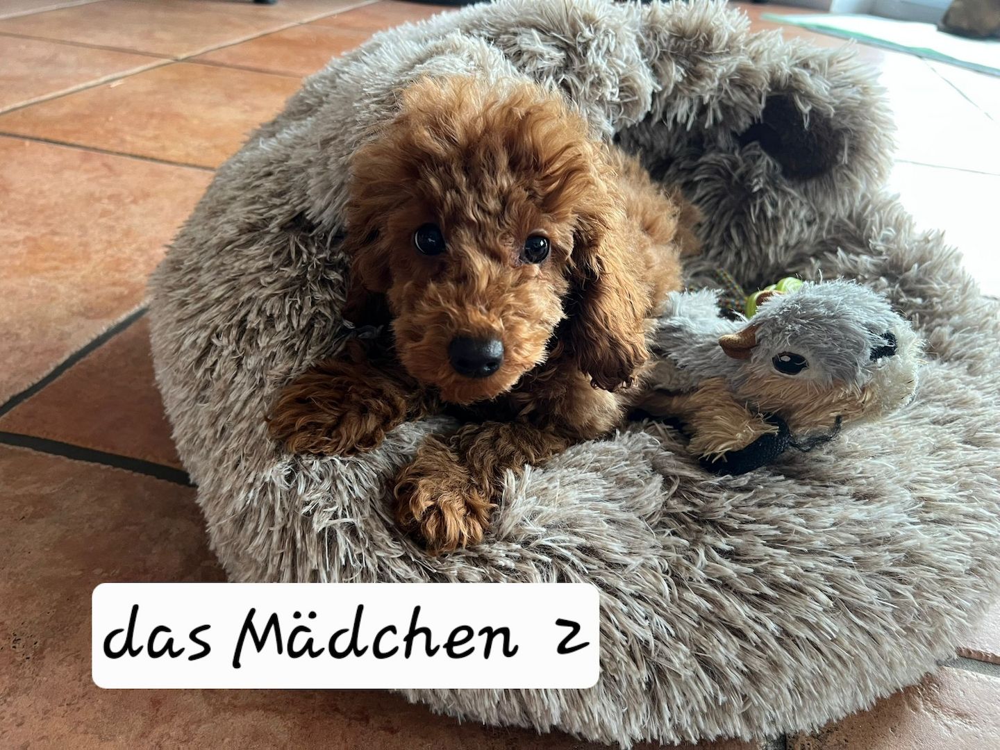 Zwergpudel Welpen Farbe Apricot