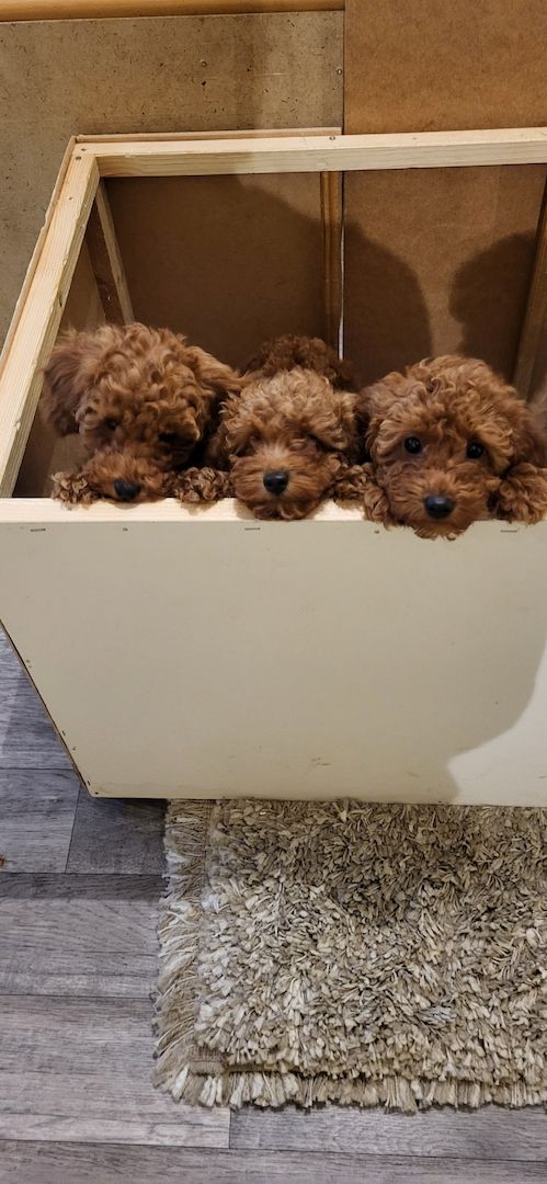 Zwergpudel Welpen Farbe Apricot