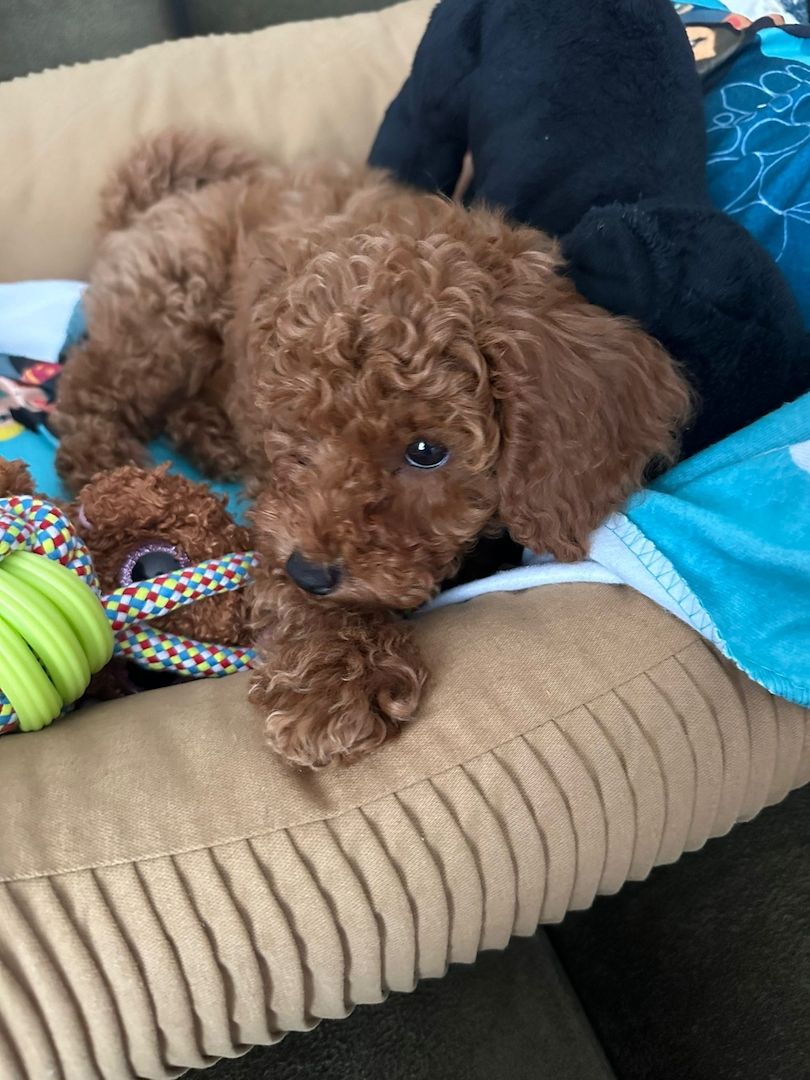 Zwergpudel Welpen Farbe Apricot