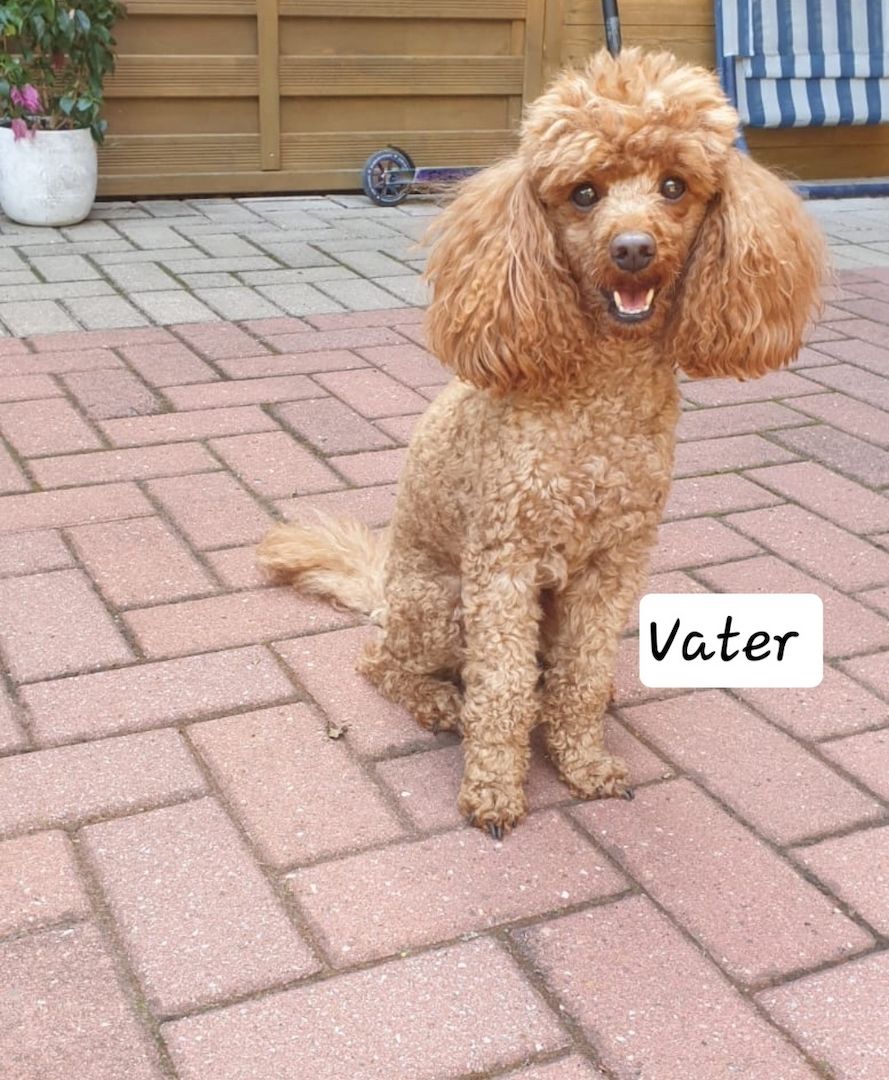 Zwergpudel Welpen Farbe Apricot