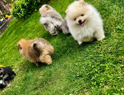 Pomeranian Zwergspitz Welpe