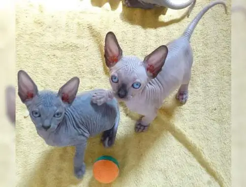 Sphynx-Kätzchen~