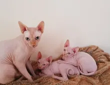 Sphynx-Kätzchen, 2 Rüden, 2 Hündinnen, verfügbar