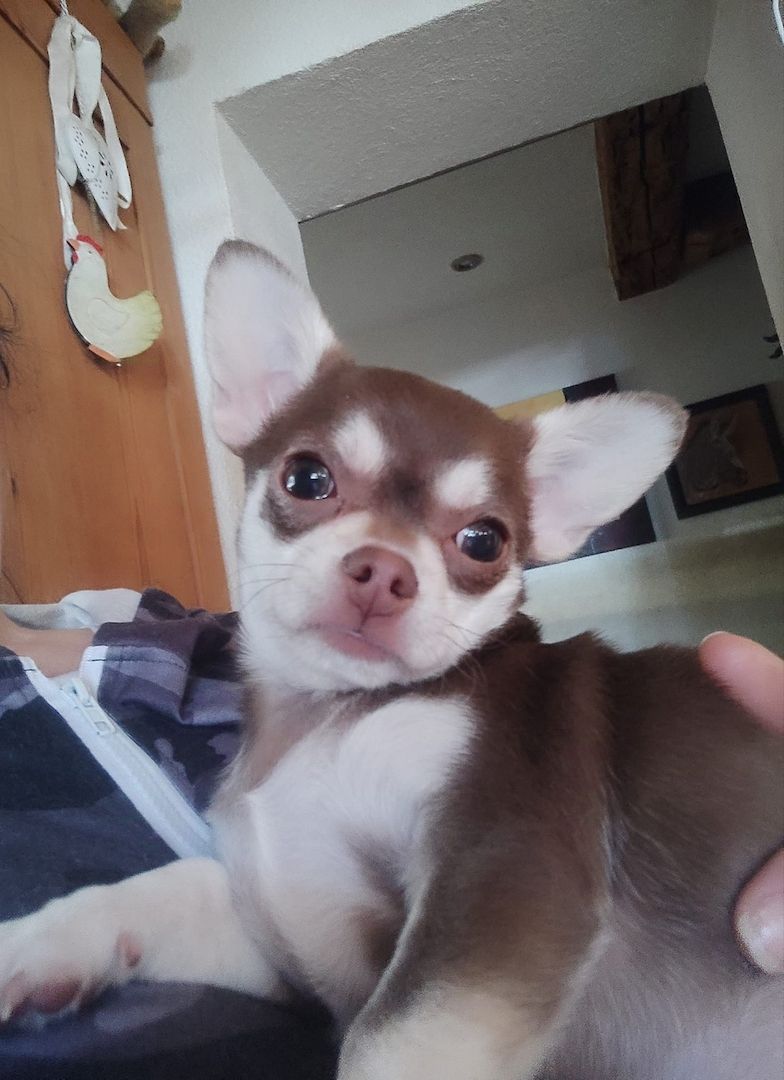 Chihuahua Welpe,kurzhaar Rüde,husky farben !