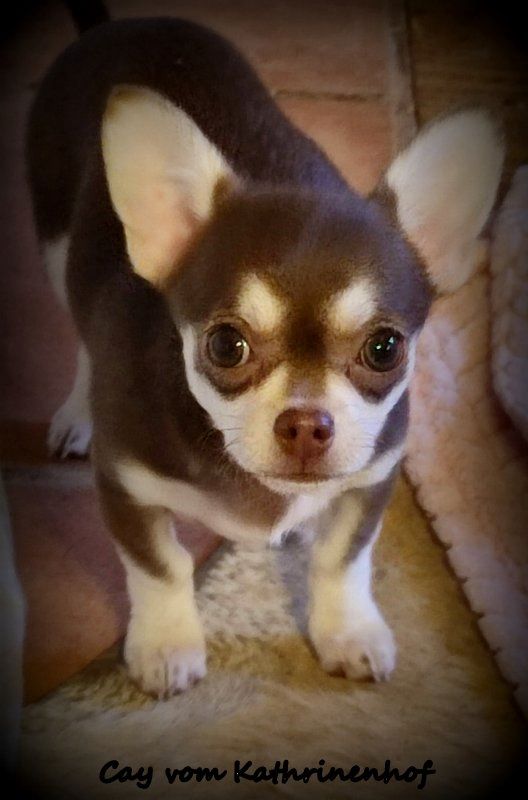 Chihuahua Welpe,kurzhaar Rüde,husky farben !