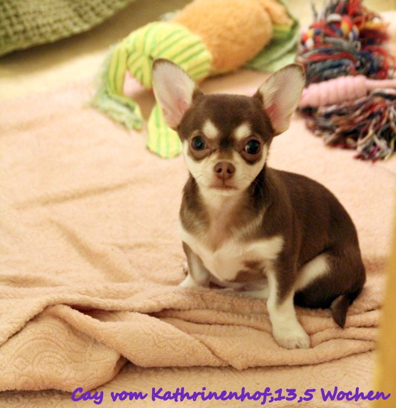 Chihuahua Welpe,kurzhaar Rüde,husky farben !